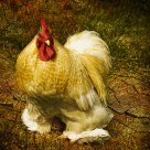 The Proud Bantam
